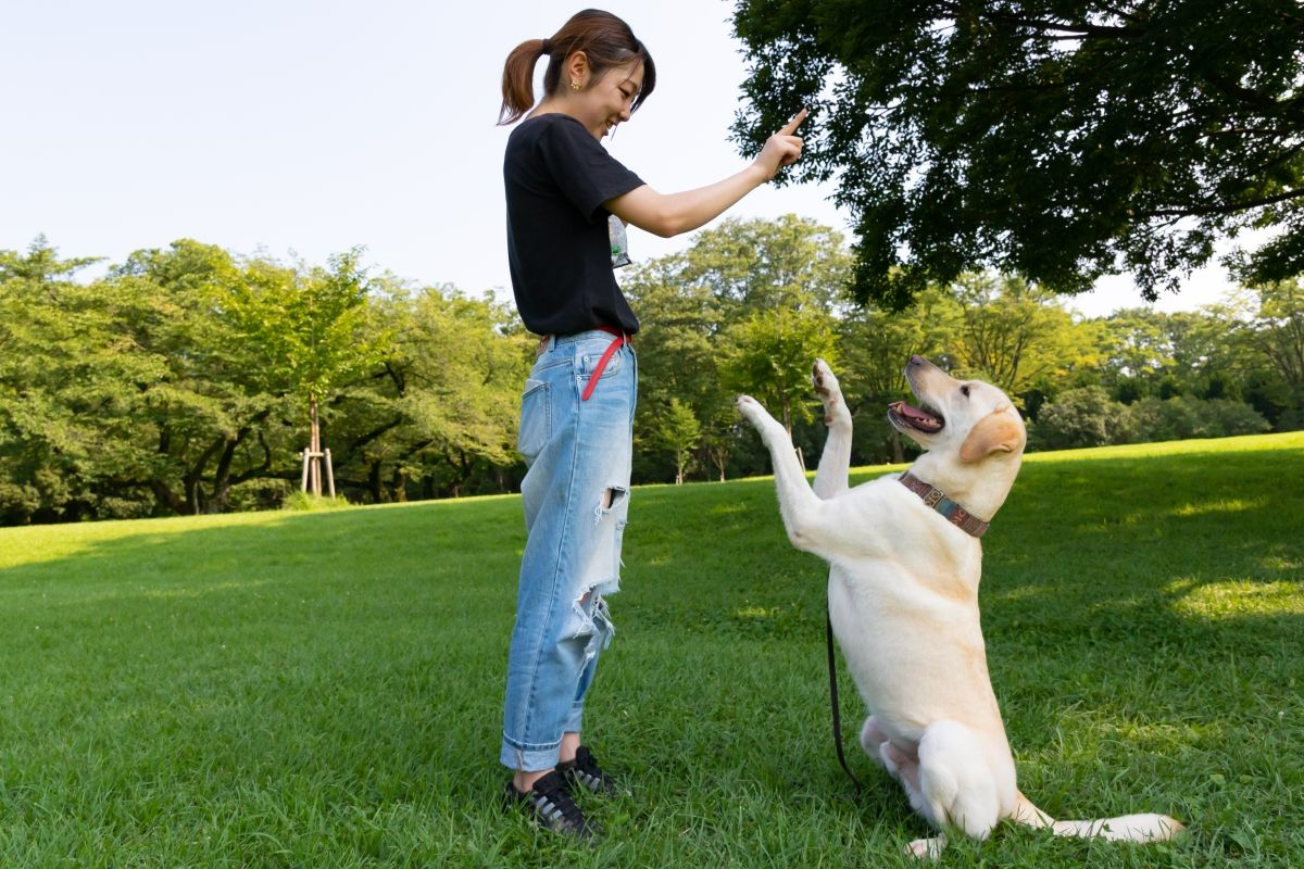 How Dog Training Plays a Role in Home Routines